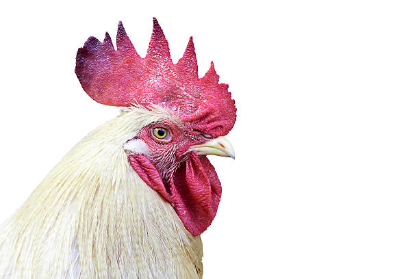 istock Portrait of a white chicken on a white background. 531261815