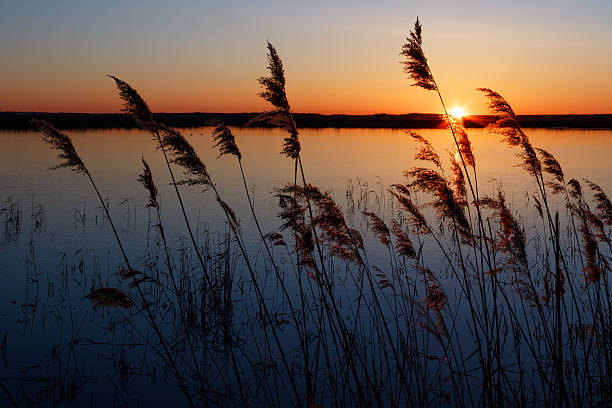 istock Sunset landscape on the pond 531261992