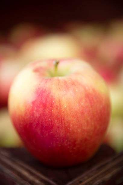 Ripe organic Ambrosia apple during the autumn harvest placed on the corner of harvest bin at a local farmer's market in the Okanagan Valley, British Columbia, Canada.