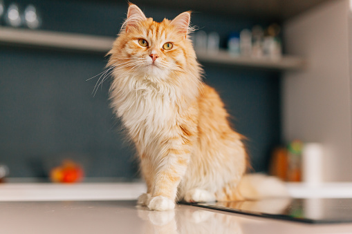 Ginger big cat sitting on a white kitchen table and looking around