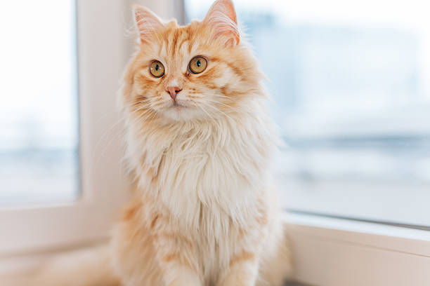 istock Ginger cat sitting next to the window and looking around. 531263390