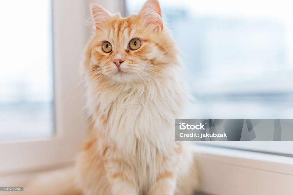 Ginger cat sitting next to the window and looking around. Ginger big cat sitting next to the window and looking around. Close up Domestic Cat Stock Photo