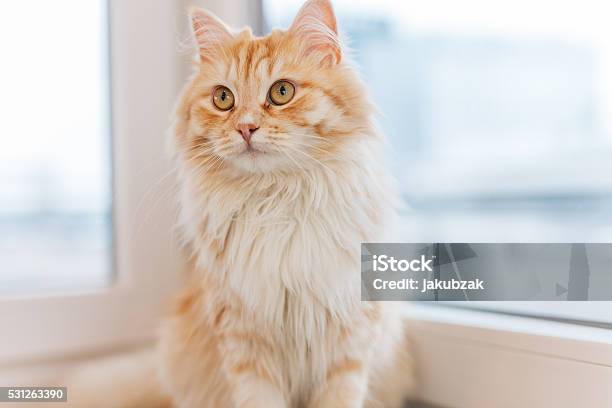 Ginger Cat Sitting Next To The Window And Looking Around Stock Photo - Download Image Now