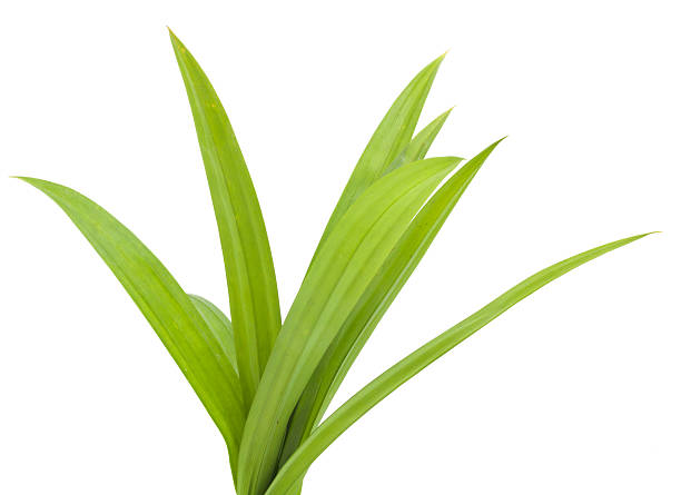 istock closeup green fresh pandan leaves 531263450