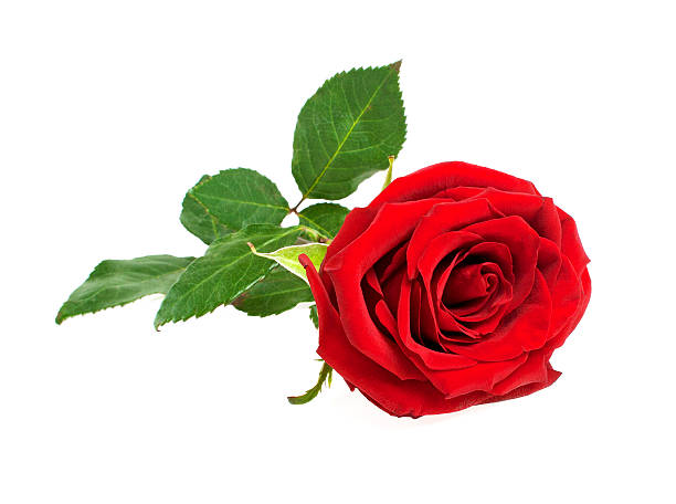 istock Single red rose flower isolated on a white background 531263463
