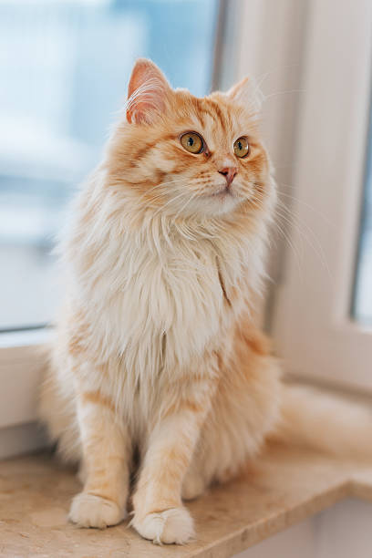 istock Ginger cat sitting next to the window and looking around. 531263536