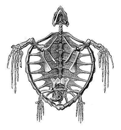 Antique illustration of turtle skeleton bones