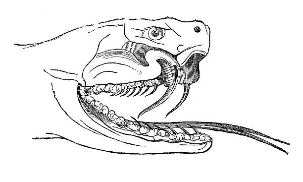 Antique illustration of common viper Antique illustration of common viper common adder stock illustrations