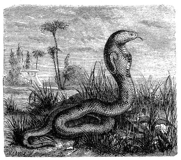 античный иллюстрация индийский кобра (naja naja) - cobra engraving antique retro revival stock illustrations