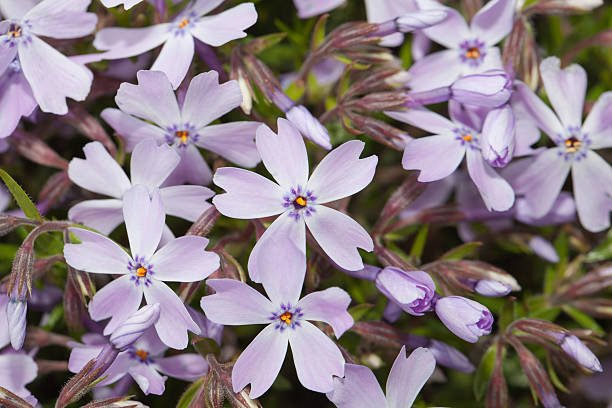 istock Shibasakura flower close up 531263698