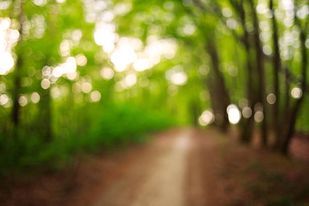 istock Blurring background nature country trail in green forest 531263952