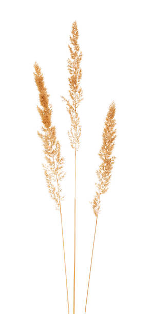 istock Dried stems with buds meadow grass isolated on white 531264042