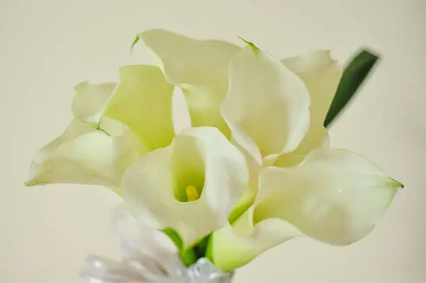 Callalily bouquet