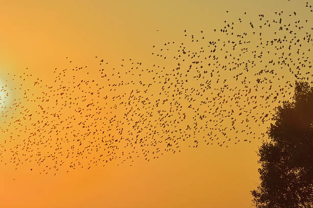istock Dawn and clouds of birds over the field 531264221