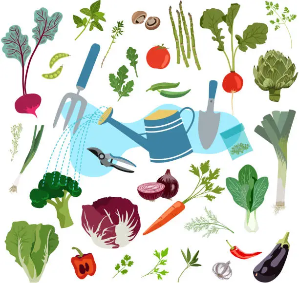 Vector illustration of Planting and Harvesting of Fresh Vegetables