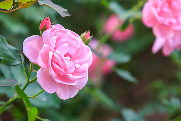 istock Beautiful rose flower in the garden 531265689