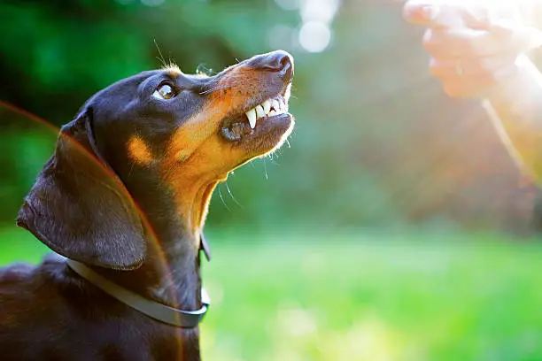 Aggressive black dachshund bared its teeth in front of the woman hand in bright rays sun