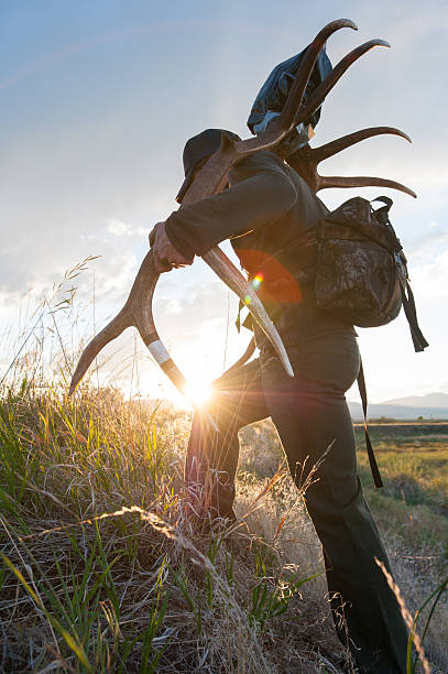 Hunter hikes out elk head A hunter hikes out the head of a bull elk from a successful fall hunt in Montana. wapiti stock pictures, royalty-free photos & images