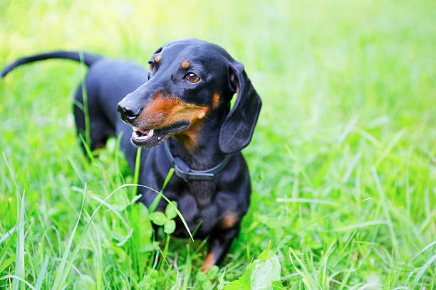 istock Black and red smooth-haired dachshund among the green grass 531266904