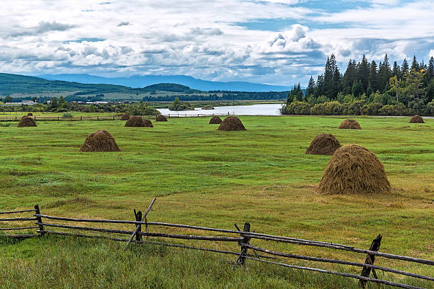 istock Hayfield in the Tunka Valley 531267046
