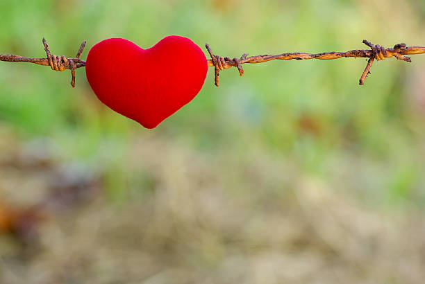 istock red heart and barbed wire. Love 531267189