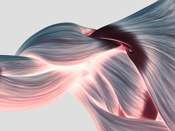 istock Human anatomy muscle shoulder. 3D illustration. 531267316