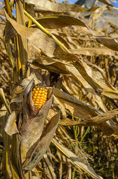 istock Corn cob in a field on windy weather 531267381