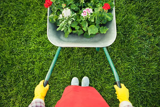 Gardener with  flowers in wheelbarrow working. Top view