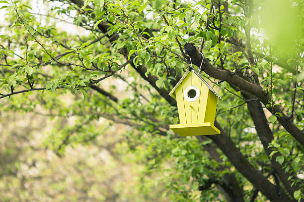 cabane à oiseaux suspendus arbre vert - birdhouse photos et images de collection
