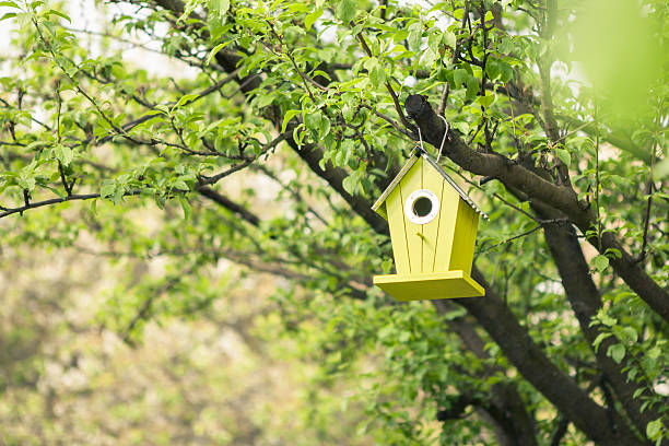 Green birdhouse hanging from tree Green birdhouse hanging from tree with foliage blurred in background nesting box stock pictures, royalty-free photos & images