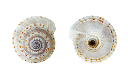 Cockleshell top and bottom views isolated on white background with clipping paths