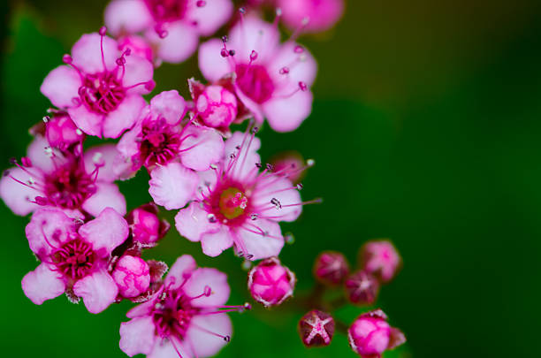 Darmera peltata, indian rhubarb or umbrella plant