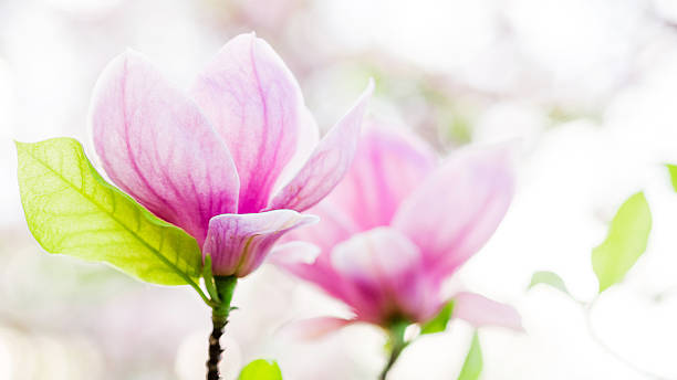 magnolia soulangeana floración, resorte de tiempo - sweet magnolia white large flower fotografías e imágenes de stock