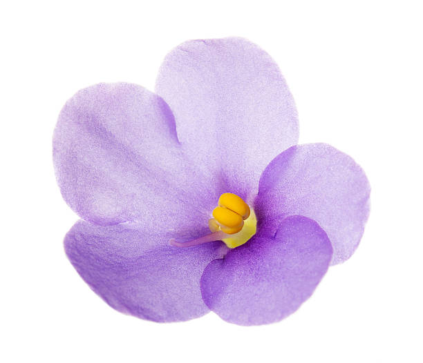 istock Violet flower close-up isolated on white 531268676