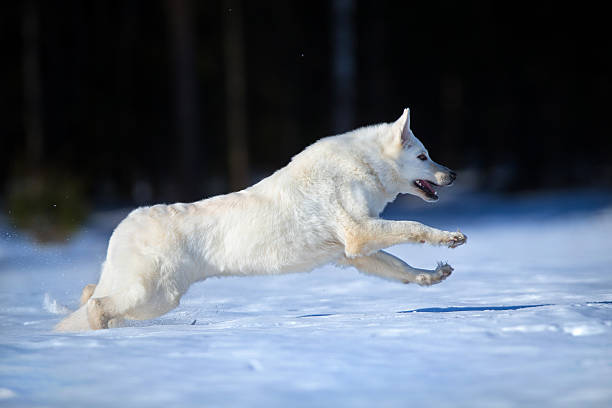 istock White Swiss shepherd dog in winter. 531276985