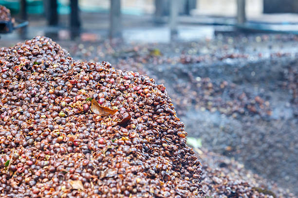 istock Bark of Coffee bean for make fertilizer 531277971