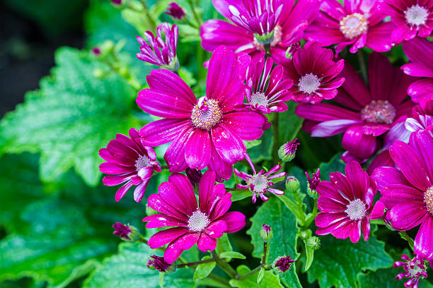 Cineraria flowers