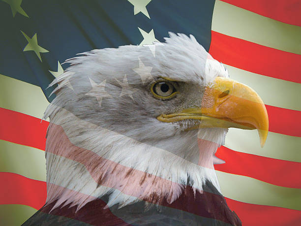 istock Transparent Bald Eagle Image Over USA Betsy Ross Flag 531279335