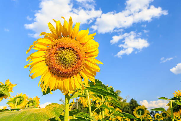 istock Sunflower plant on blue sky 531279771