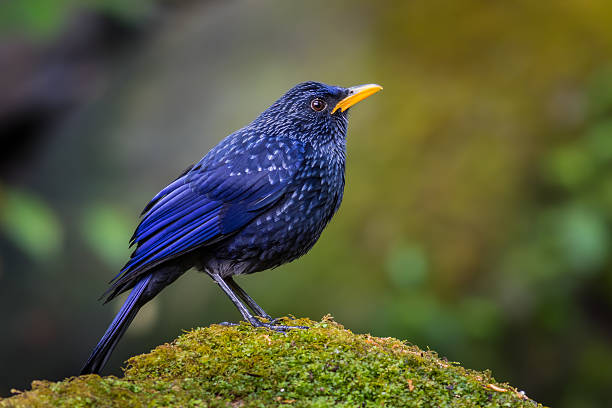 이면에 블루 Whistlingthrush 스톡 사진