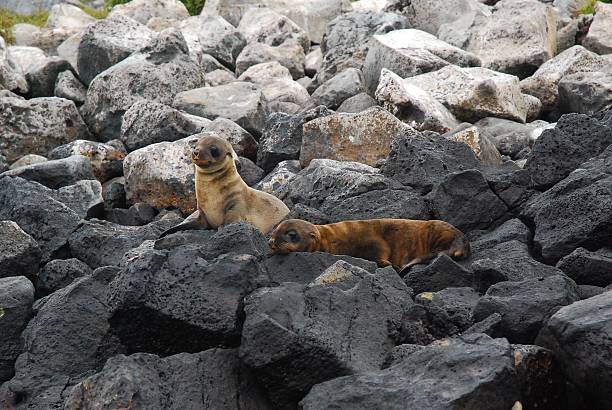 istock Galapagos Sea Lion Pups on the Rocks 531280481