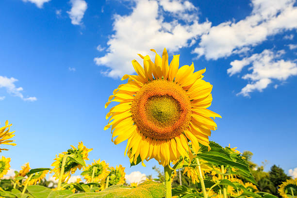 istock Sunflower plant on blue sky 531280855