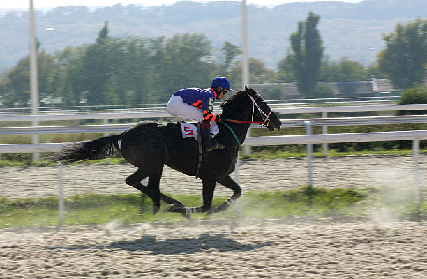 lider. - horse horse racing animal head horseracing track photos et images de collection