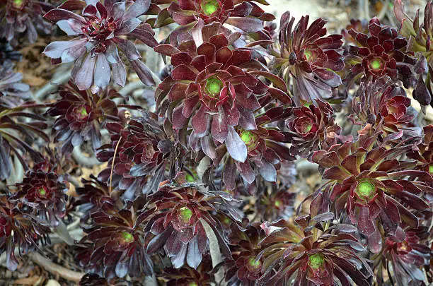 Deep-red plants of the Aeonium genus.