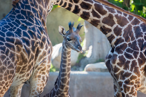 Profile of a baby giraffe surrounded by the bodies and necks of its elders