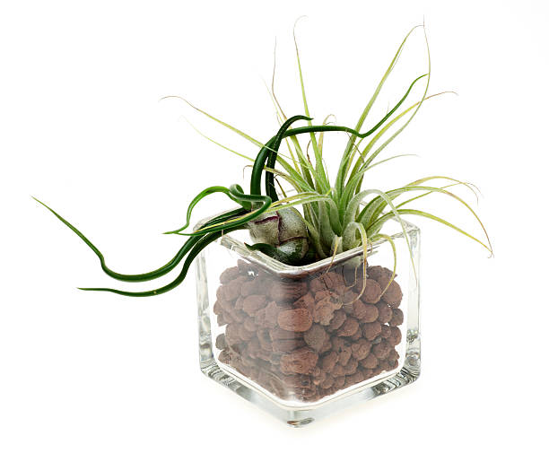 istock Air plants in a glass vase 531282245