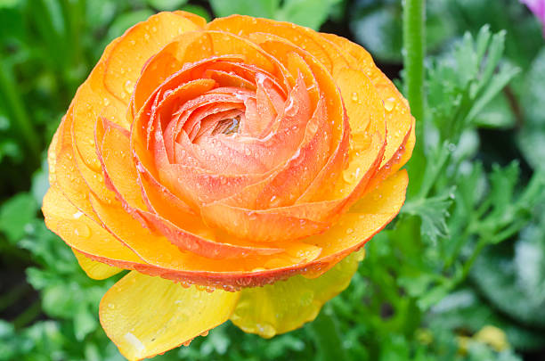 istock yellow flower in the garden 531282379