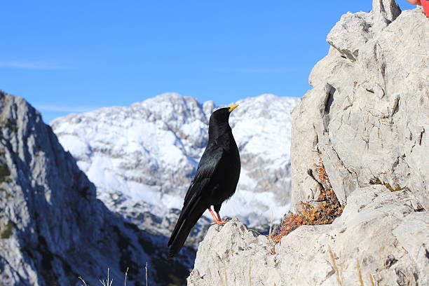 istock BLACK BIRD IN THE MOUNTAIN 531282419
