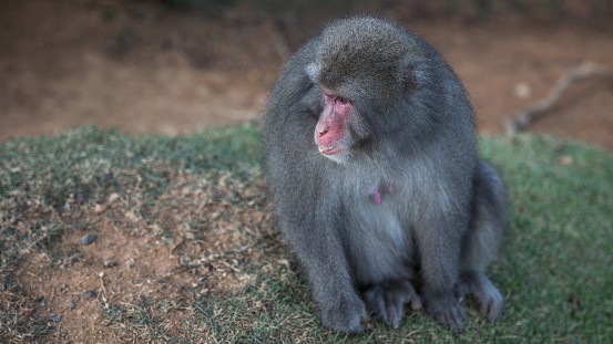 Japanese macaque monkey in Arashiyama Monkey Park Iwatayama, Kyoto, Japan.
