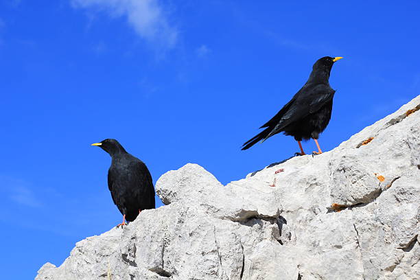 istock BLACK BIRDS IN THE MOUNTAIN 531288961